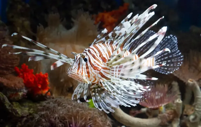 Poisson-lion nageant parmi les coraux et la vie marine colorée
