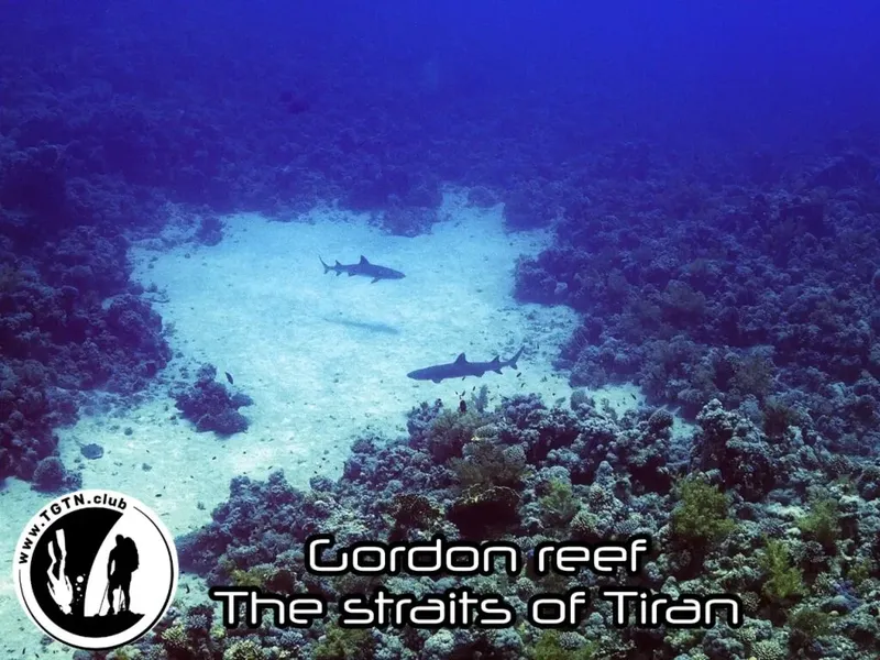 Deux requins pointus nagent au-dessus d'un récif corallien bleu clair