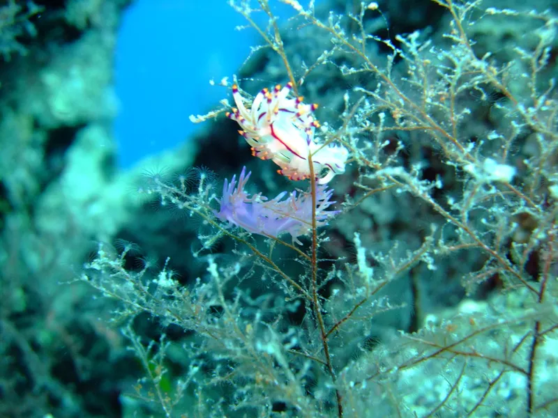 Deux nudibranches colorés sur une branche corallienne sous-marine