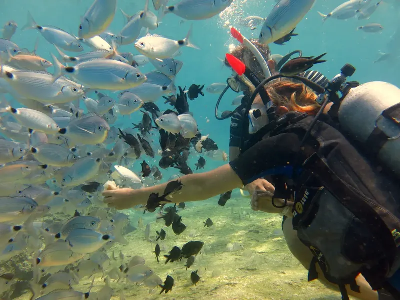 Plongeuse interagissant avec un banc de poissons argentés en mer