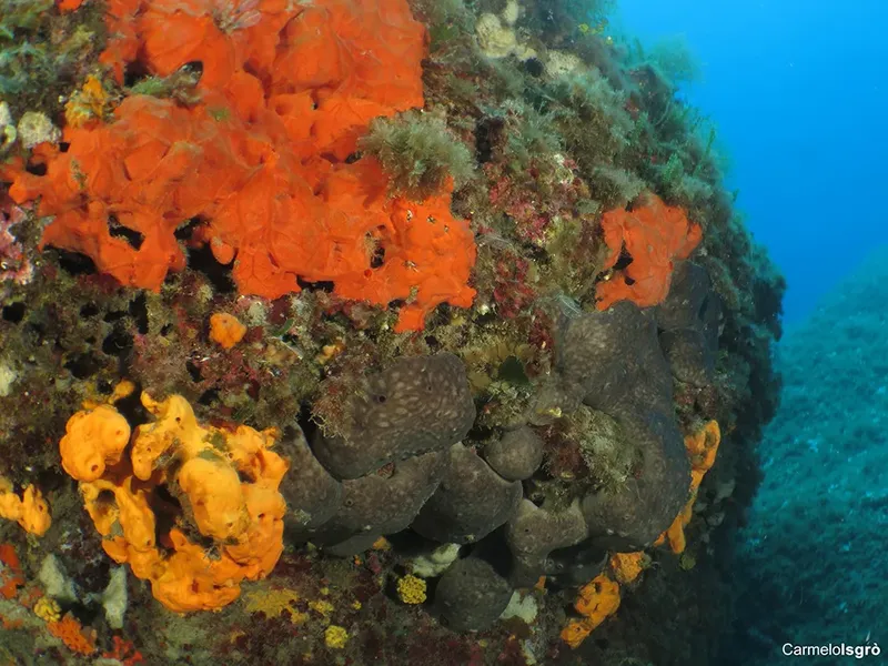 Éponge orange et faune marine sur un rocher sous-marin