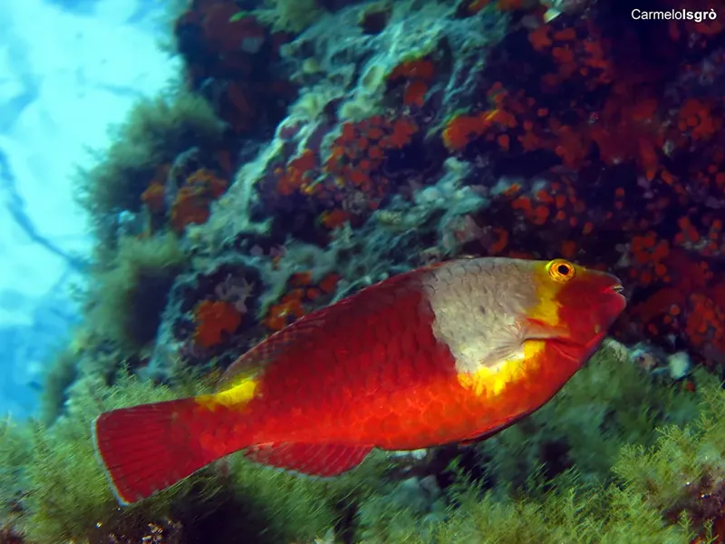 Poisson rouge et jaune nageant près d'un récif corallien coloré