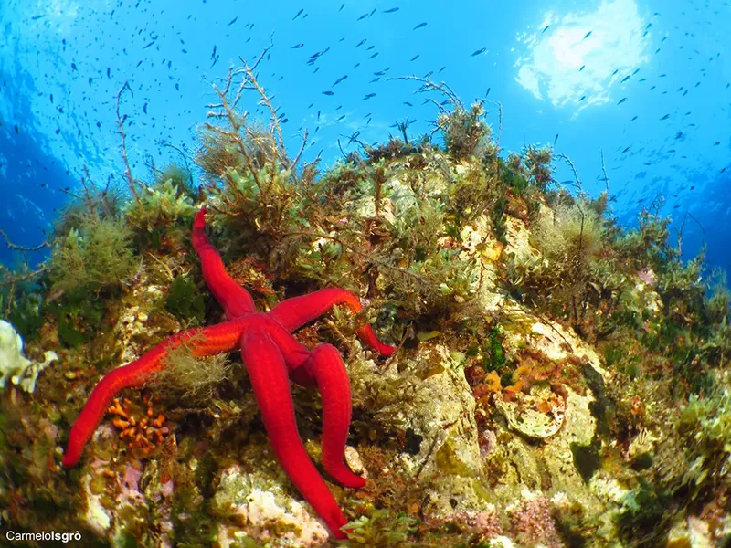 Etoile de mer rouge sur fond rocheux et banc de poissons