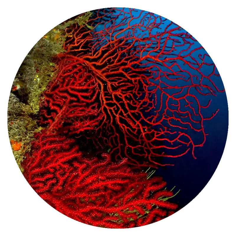 Coraux rouges et fonds marins, lumière bleue, vie aquatique