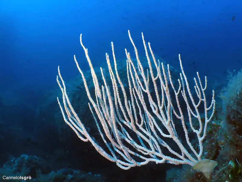 Gorgone de Méditerranée, corail blanc dressé sur fond bleu profond