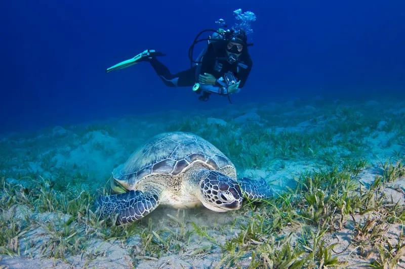 Plongeur et tortue marine nageant au-dessus d'une prairie sous-marine
