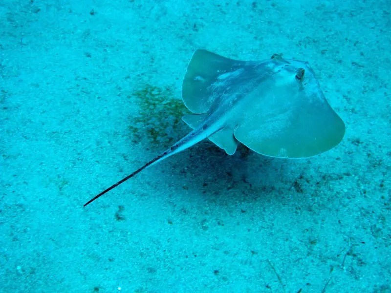 Raie pastenague nageant sur un fond sableux bleu turquoise clair
