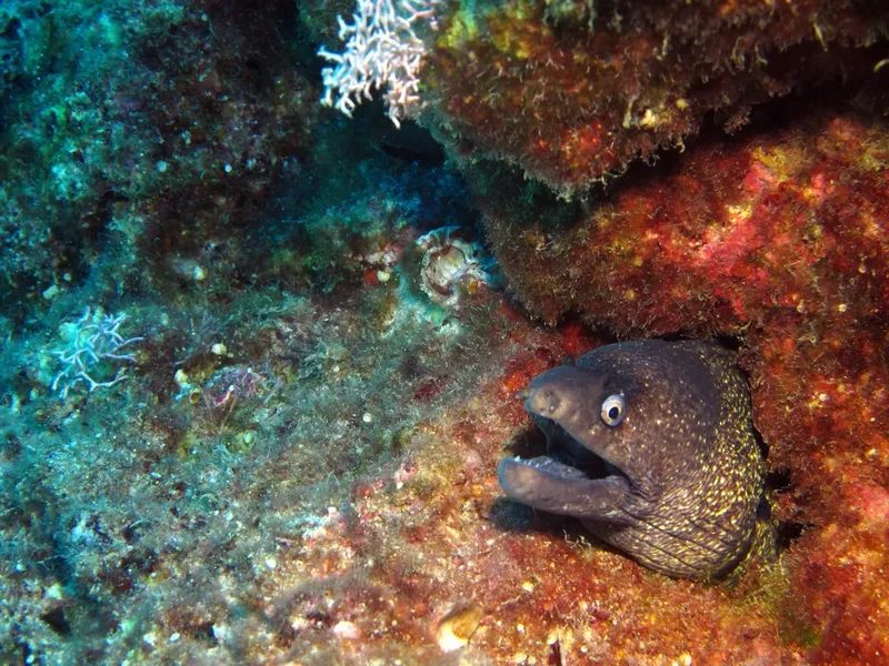 Murène observant l'appareil photo dans un récif corallien coloré