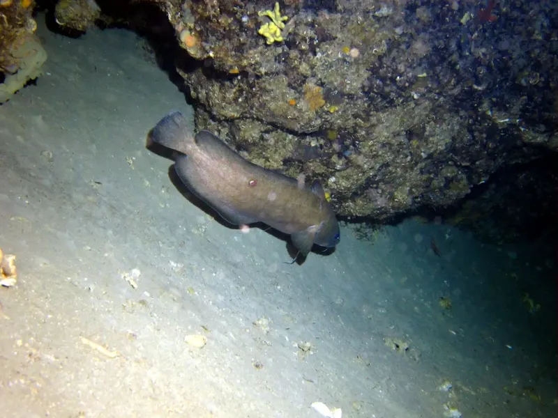 Un poisson moray se cache sous un rocher sur fond sablonneux