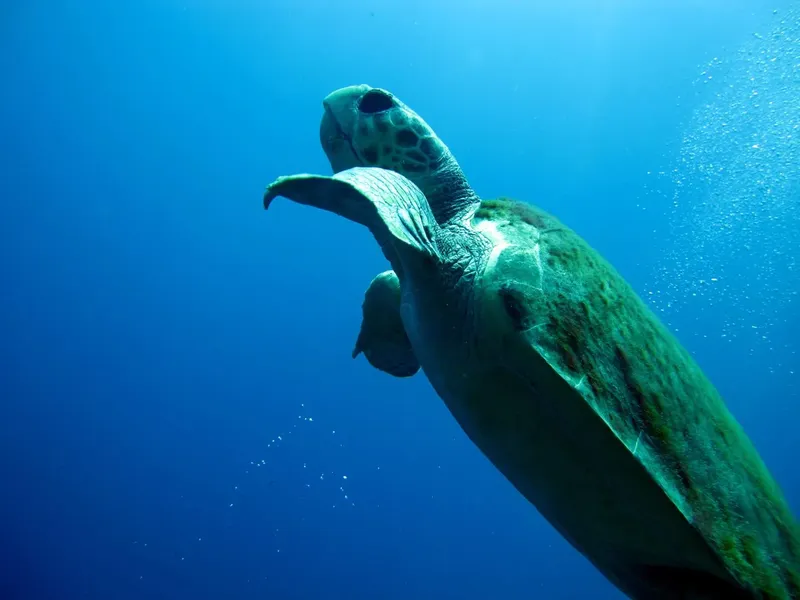 Tortue marine nageant dans l'eau bleue, vue d'en bas, bulles