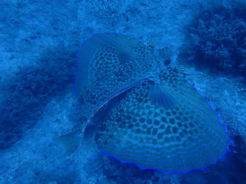 Raie manta vue de dessus, nageant au-dessus d'un fond rocheux bleu