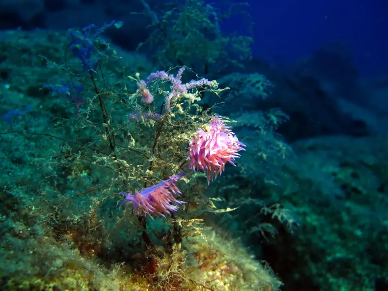 Deux anémones roses sur un fond rocheux et algal en mer