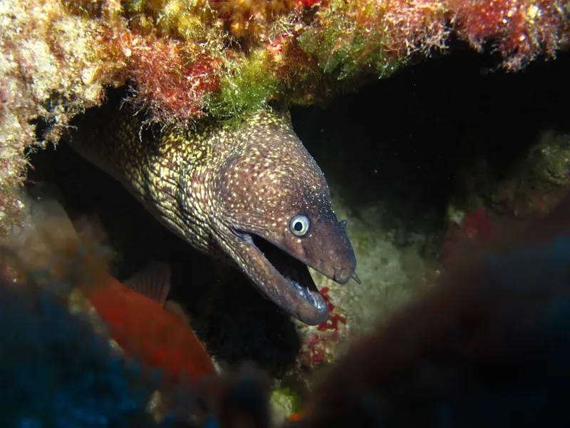 Murène observant la caméra depuis son trou dans le récif corallien