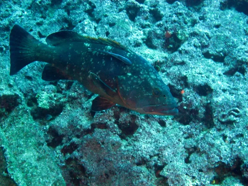 Mérou tacheté sur fond rocheux, habitat sous-marin, faune marine