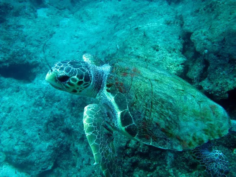 Tortue marine nageant paisiblement dans un environnement rocheux sous-marin