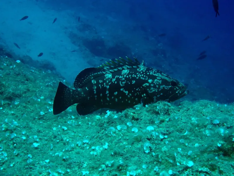 Mérou tacheté nageant au fond marin, entouré de petits poissons