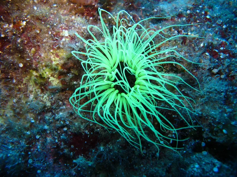 Anémone de mer verte fluorescente sur fond rocheux sous-marin