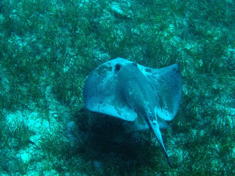Raie pastenague vue de dessus dans une herberie sous-marine