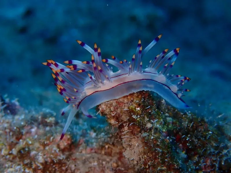 Nudibranche colorée sur un rocher, faune marine sous-marine, bleu profond