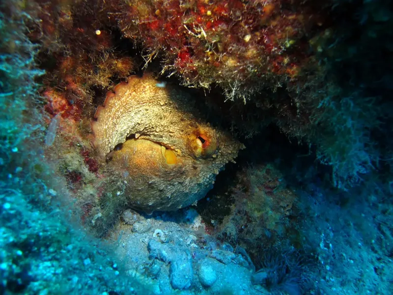 Pieuvre se camouflant dans une grotte rocheuse sous-marine colorée