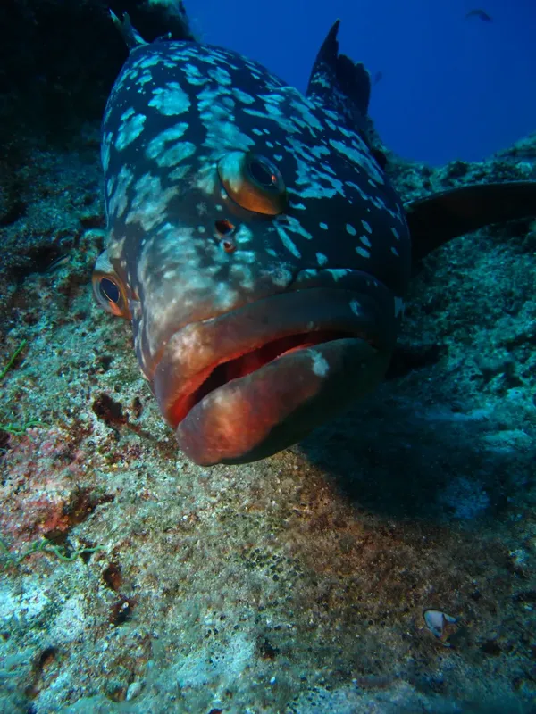 Mérou tachetée, gros poisson de récif, regardant la caméra sous-marine