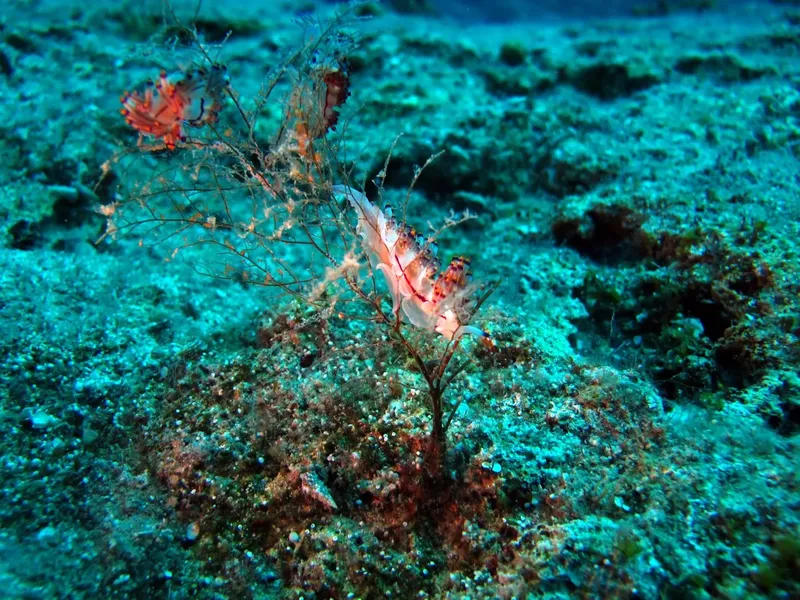 Crevettes rouges sur corail, fond sableux, eau turquoise, vie marine