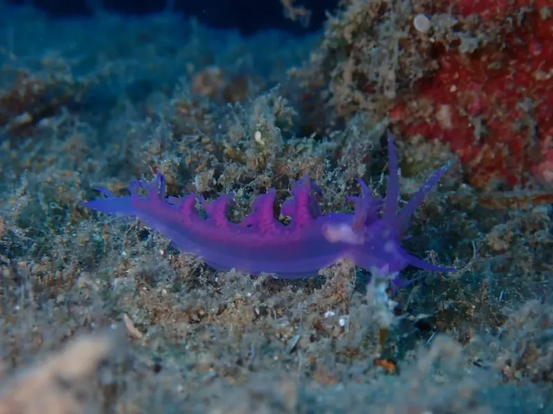 Nudibranche violette et rose sur fond rocheux et herbeux sous-marin