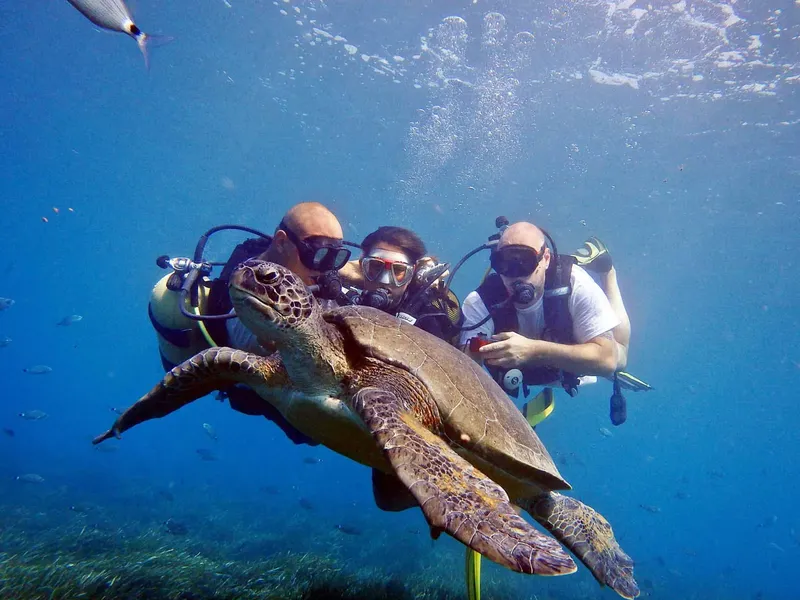 Trois plongeurs interagissent avec une tortue marine dans l'eau bleue