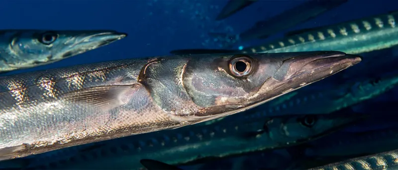 Bancs de poissons-aiguilles argentés nagent dans l'eau bleue profonde