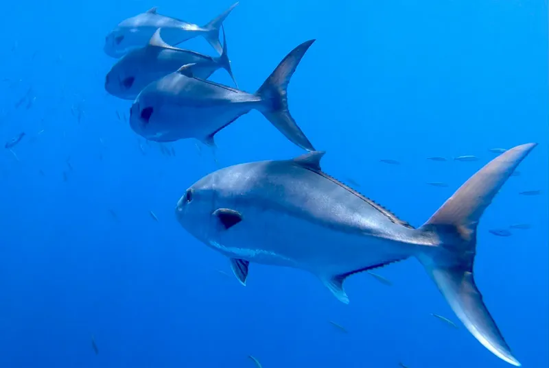 Trois carangues nagent dans une eau bleue claire et limpide