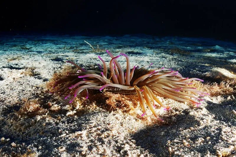 Anémone de mer rose et blanche sur fond sablonneux clair