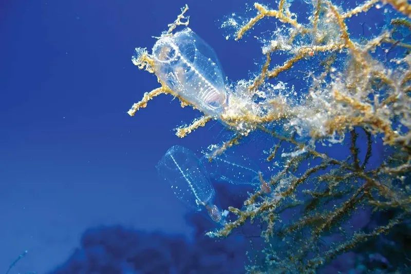 Deux hippocampes translucides nagent parmi des gorgones coralliennes bleues