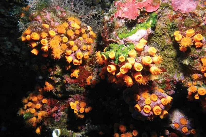 Éponge orange et corail rose sur un fond rocheux sombre