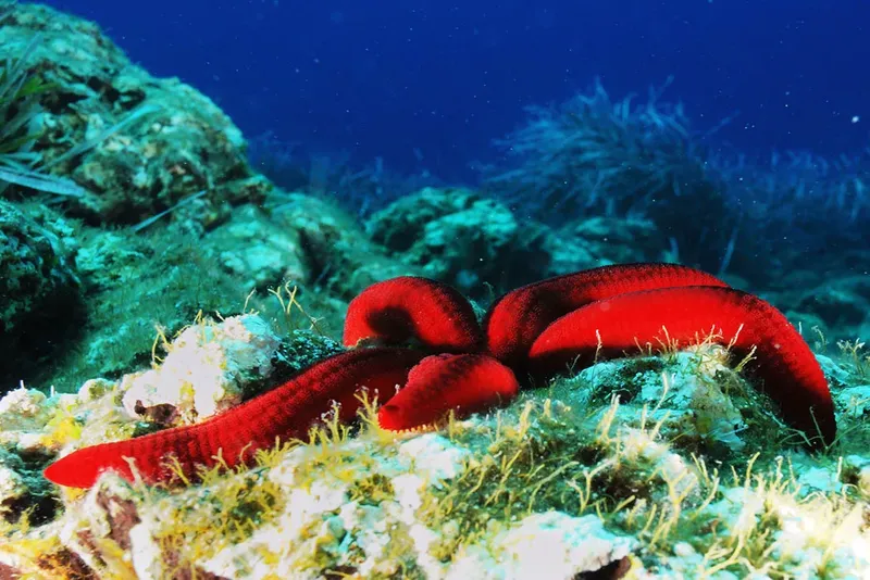Concombre de mer rouge reposant sur un fond rocheux et sablonneux
