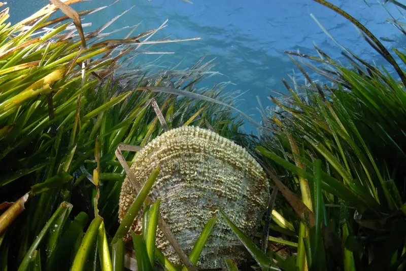Ourson de mer entouré de posidonies, fond marin clair et ensoleillé