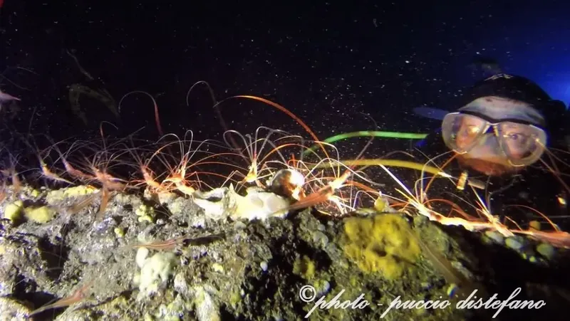 Plongeur observant des crevettes et autres créatures marines nocturnes