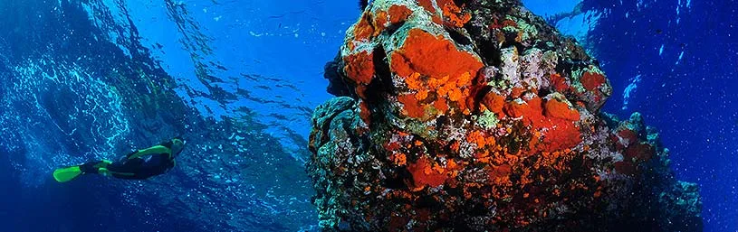 Plongeur explorant un récif corallien coloré en profondeur