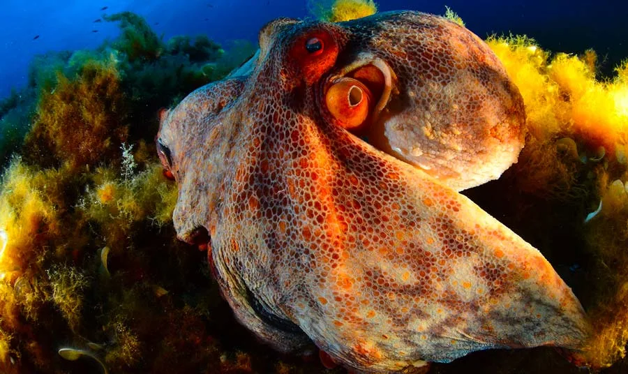 Gros plan d'une pieuvre colorée sur un fond rocheux et algal