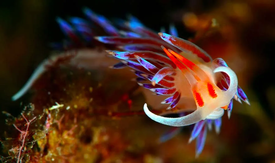 Nudibranche colorée nageant sur un fond rocheux et sombre