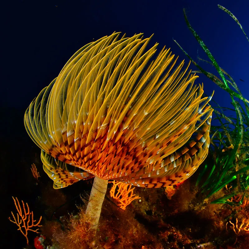 Une étoile de mer tubulaire orange et jaune sur fond bleu foncé