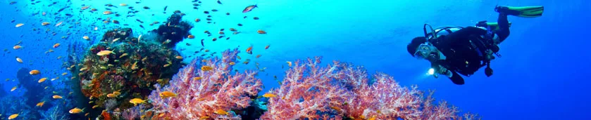 Plongeur explorant un récif corallien peuplé de nombreux poissons colorés
