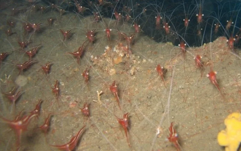 Nombreuses crevettes rouges sur fond sableux et rocheux en milieu marin