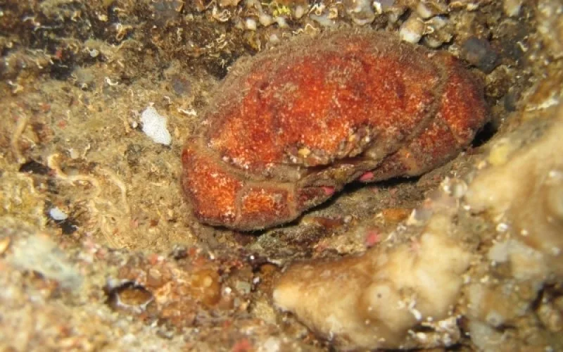 Crabe rouge caché dans les rochers et le sable au fond marin