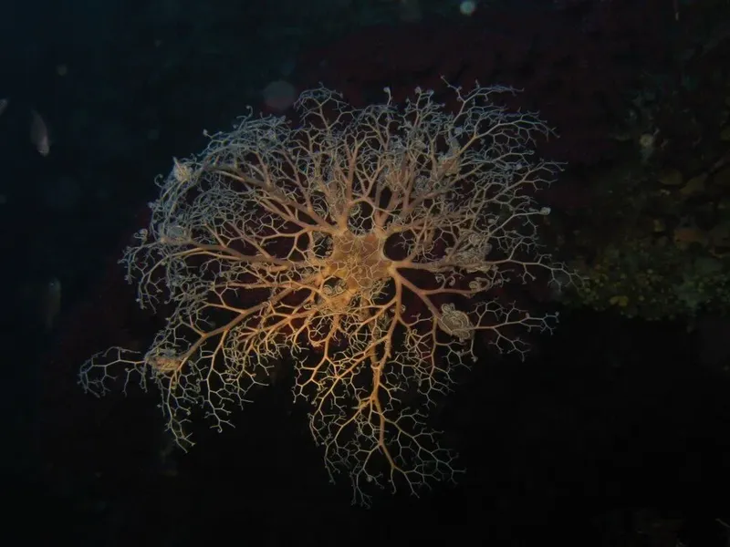 Gorgone de mer illuminée dans l'obscurité des profondeurs marines