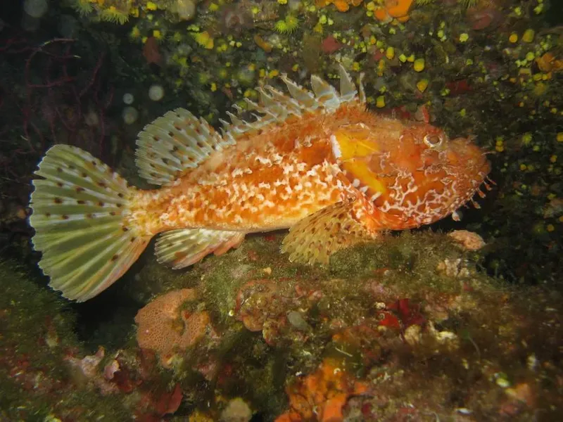Poisson rouge et jaune tacheté sur fond rocheux coloré