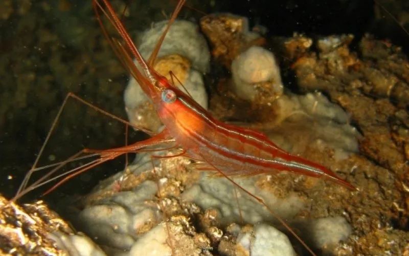 Crevette rouge sur fond rocheux et corallien en milieu marin
