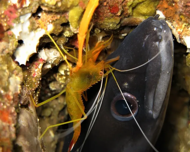 Crevette et murène se côtoient dans un environnement rocheux sous-marin