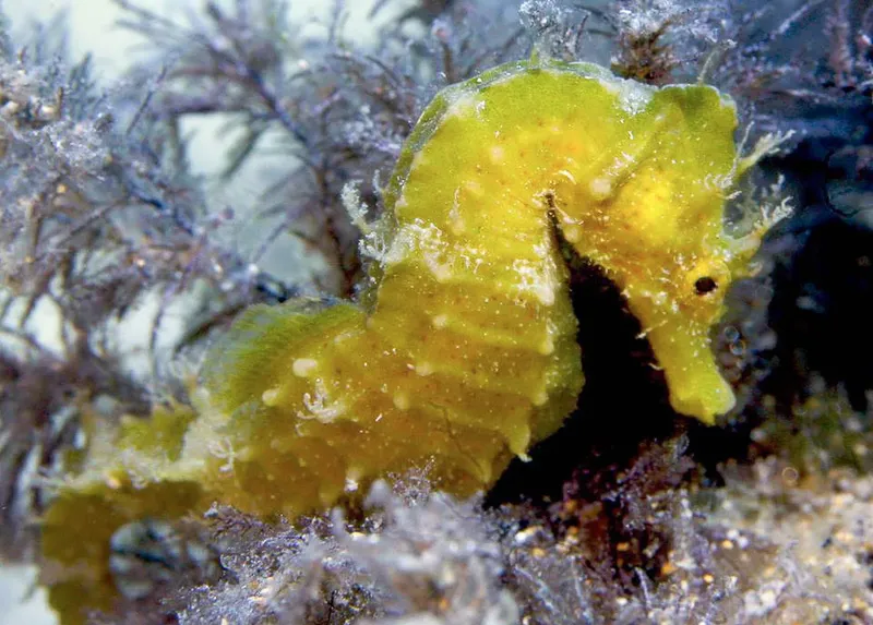 Hippocampe jaune et vert se fondant dans les algues marines