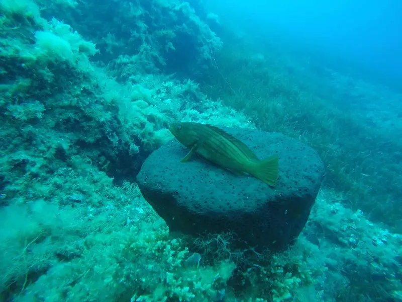 Un mérou brun se repose sur un rocher au fond marin
