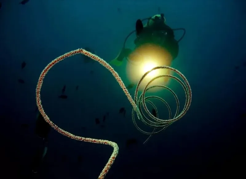 Plongeur éclairant une forme organique en spirale dans l'eau bleue